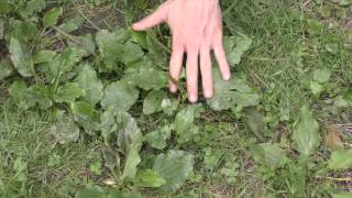 Grote Weegbree Plantago major  Broadleaf Plantain [upl. by Eniamerej]