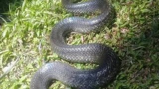 Big Snake  BanakonNahuli kadin ahas ka [upl. by Avilla]