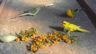 Kakariki and red rumped on pyracantha [upl. by Aynot]