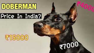 Doberman Pinscher Dog Price In India 2024  Price of Doberman In India 🇮🇳 [upl. by Kara]