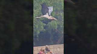 Marabou stork flying  birds of prey show  jungle park tenerife 4k [upl. by Aneerahs]