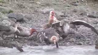 Polar carnage – Giant Petrels fighting over and eating a dead King Penguin [upl. by Heida347]