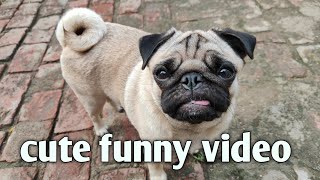 My Pug dog some funny routine ☺️🐕  cute funny video  best food for pugs  dog barking [upl. by Yllib]