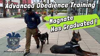 Doberman in Orlando Mall Trained by The K9 Training Academy Orlando [upl. by Abie]