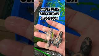 Sudden Death Baby Emydura Subglobosa animal yearofyou pets turtle kurakura brontoks shorts [upl. by Tosch655]