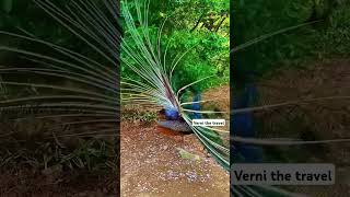 peacock Singing trending प्रकृतिlove youtubeshorts nature [upl. by Melville]