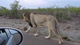 The king of the Jungle  Do not tease Asiatic Lion  Sasan Gir [upl. by Dane]