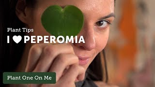 PEPEROMIA Care Tips — Ep 096 [upl. by Gracye]