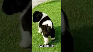 Akita l Puppies Sale India l trending shortfeed trendingshorts shorts doglover dogbreed akita [upl. by Boj]