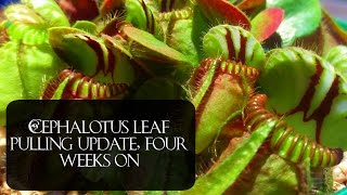 Cephalotus leaf pulling update 4 weeks and counting [upl. by Tavie]