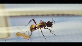 Polyrhachis rufifemur queen ant and 1 day old clumsy nanitic worker [upl. by Harmaning]