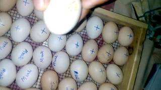 Egg hatchery with incubator in pakistan part 2 [upl. by Ettenel174]