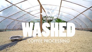 Washed Coffee Processing [upl. by Berlyn329]