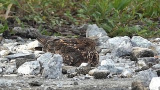 Savanna Nightjar [upl. by Barthelemy]