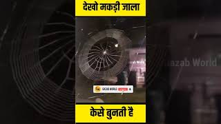 Spider making web Spider web live video  shorts video nature  spider web shorts video [upl. by Imar]