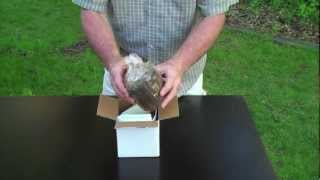 UNBOXING  MOREL MUSHROOM GROWING KIT [upl. by Arlynne983]