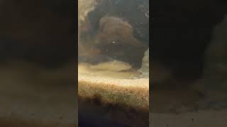 Pictus Catfish HD Closeup shorts [upl. by Nitsyrk]