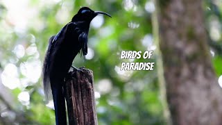 BIRDS OF PARADISE FAMILY BLACK SICKLEBILL Epimachus fastosus [upl. by Everrs]