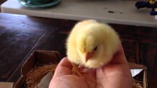 Day Old Baby Chicks Arrive in Mail [upl. by Dnomaj110]