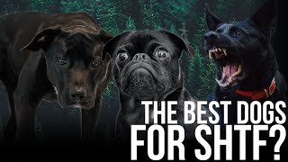 Whats the Best Dog Breed for SHTF  Bear Independent [upl. by Ellered]