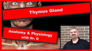 Thymus Gland Anatomy and Physiology [upl. by Alleynad]