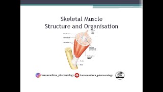 Muscular System  Skeletal Muscle  Part 2 Structure and Organisation [upl. by Beka]