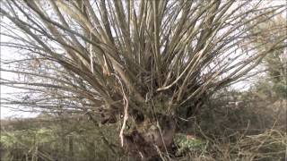 Pollarded willow tree before and after [upl. by Hazaki]