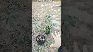 Update for winter garden gardening fall wintergarden homesteading [upl. by Sesiom]