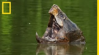 Insolite  lattaque des tortues alligators [upl. by Warden156]