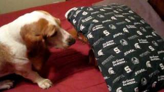 Basset vs Miniature Dachshund [upl. by Gerg]