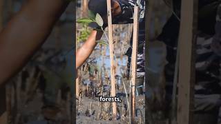 Mangrove Forest Natures Shield Against Tsunamis [upl. by Giffard]