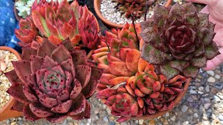 Growing Echeveria AGAVOIDES  VLOG 124 Succulents amp Coffee with Liz [upl. by Gustavus]