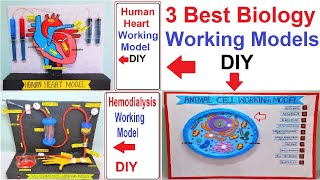 3 best biology project working models for your science exhibition  simple  diy  craftpiller [upl. by Wilsey106]