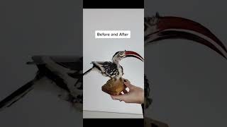 Behold the Magnificent Taxidermied Hornbill taxidermy [upl. by Ahsian]