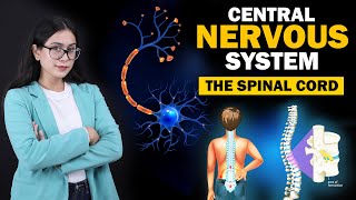 Central Nervous System  Cerebrum  Cerebellum  The Spinal Cord  Class 8 ICSE  Biology [upl. by Ecinnahs]