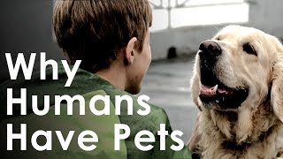 What Pets Teach Us About Life  Why Humans Like Having Pets [upl. by Emelen]