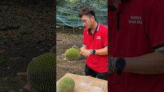 Popular Durian Unboxing Mater in Malacca Malaysia  Fruit Cutting Skills [upl. by Veradis]