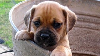 60 Seconds Of Cute Puggle Puppies [upl. by Merci]