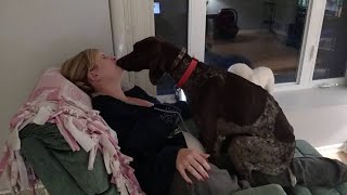 Dog loves his mommy  German Shorthaired Pointer kissinglicking and being a lap dog [upl. by Humphrey]