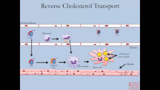 Lipids and Lipoproteins  Part 4 Reverse Cholesterol Transport Pathway [upl. by Sethi]