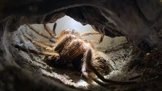 A Tarantula’s Moulting Process  Theraphosa Apophysis [upl. by Ratib664]