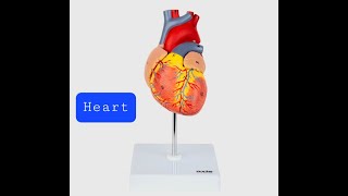 HEART  ANATOMY MODEL amp SOME IMPORTANT POINTS 👉 [upl. by Maggio]