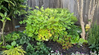 Bleeding Hearts Dicentra  After Bloom Cut Back 4K July 2 [upl. by Mab]