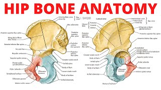 Hip Bone Anatomy [upl. by Acinat]