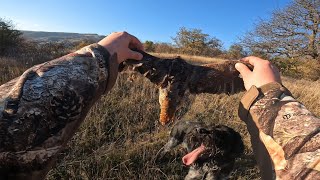 შედეგიანი ნადირობა ტყის ქათამზე 💥 Woodcock hunt with Drahthaar [upl. by Yrevi]