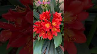 Clivia plant VisayangAustralia [upl. by Atlante473]