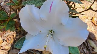 Plant Spotlight Encore Azaleas A flowering evergreen that blooms spring summer and fall [upl. by Sibella]