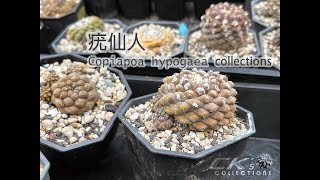 Copiapoa hypogaea collections 龍爪球屬疣仙人介紹 [upl. by Fernanda463]