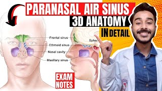 Paranasal air sinuses anatomy  Paranasal sinuses anatomy  maxillary sinus anatomy [upl. by Eylrahc]