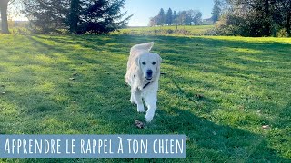 APPRENDRE LE RAPPEL À TON CHIEN [upl. by Kessiah2]